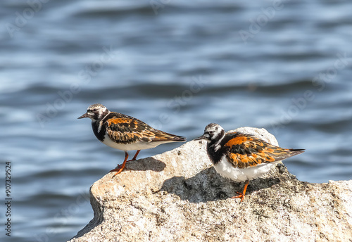 a bird on the beach