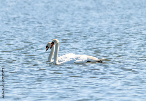 swan on the lake