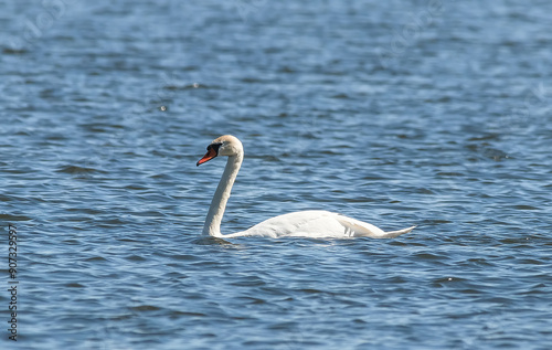 swan in the water