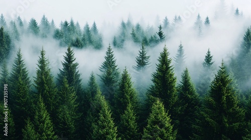 Dense Evergreen Forest Covered in Morning Mist