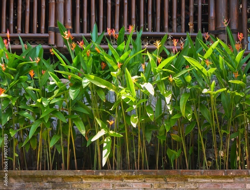 Heliconia psittacorum flowers, Ornamental Plant in the garden, in front of the bamboo fence photo