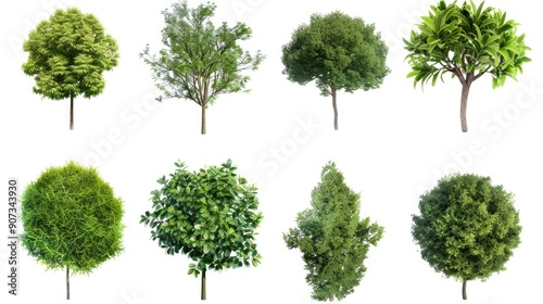 A collection of various tree species on a white background