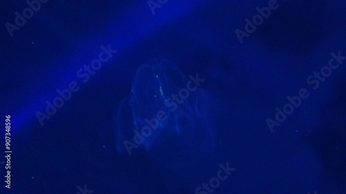 Bolinopsis mikado, comb jelly, shimmering and floating underwater. 4K photo