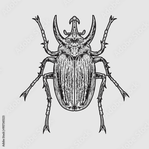 Oryctes nasicornis rhinoceros beetle vector illustration