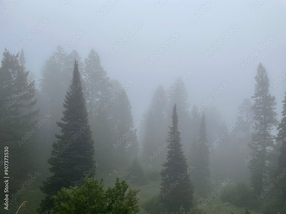 fog in the mountains fog in the mountains
