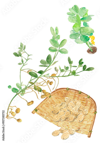 Fototapeta Naklejka Na Ścianę i Meble -  水彩で描いた落花生の花と実のセットイラスト【手描き】白バック 透過背景 コピースペースあり