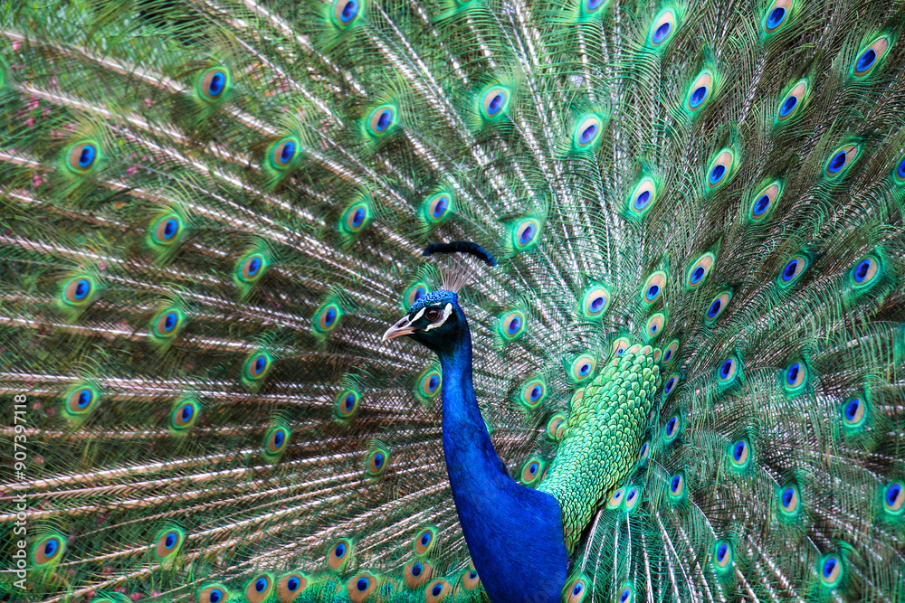 Fototapeta premium Peacock with feathers out