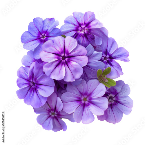 Vibrant Purple Flowers in Full Bloom Captured in Stunning Detail - Perfect for Botanical and Nature-Themed Projects