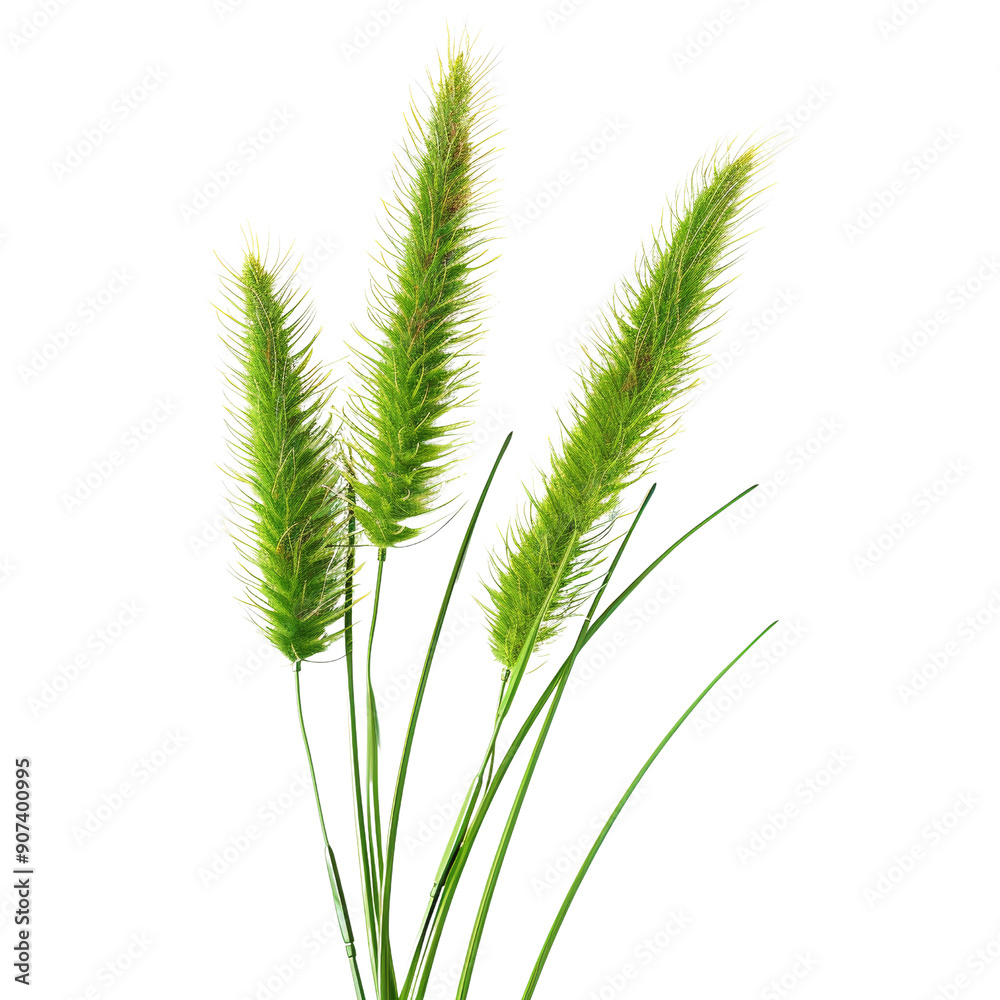 Close-Up of Green Foxtail Grass on Black Background - Detailed Botanical Nature Photography Close-Up of Green Foxtail Grass on Black Background - Detailed Botanical Nature Photography