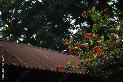 blossom of beautiful red flowers over a tin shaded village house . photo