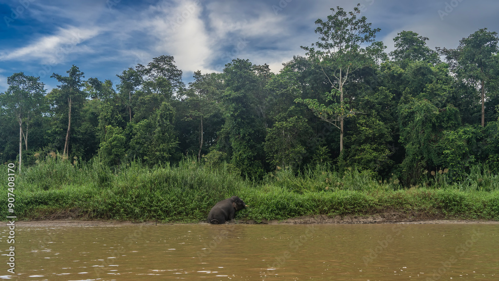 A dwarf Borneo pygmy elephant is trying to get out of the river. The animal is climbing along a clay bank overgrown with lush green grass. The trees of the rainforest against the blue sky and clouds