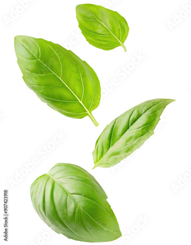 A vibrant collection of fresh basil leaves, perfect for culinary and herbal presentations.