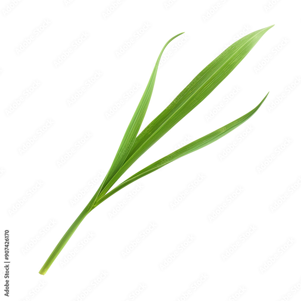 Close-Up of Fresh Green Bamboo Leaves Isolated on White Background Close-Up of Fresh Green Bamboo Leaves Isolated on White Background