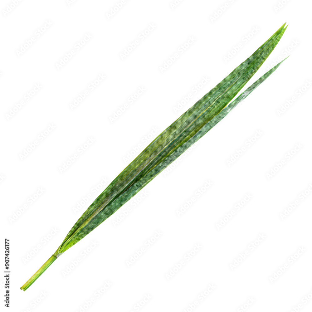 Single Green Bamboo Leaf Isolated on White Background, Perfect for Nature and Botanical Themes Single Green Bamboo Leaf Isolated on White Background, Perfect for Nature and Botanical Themes