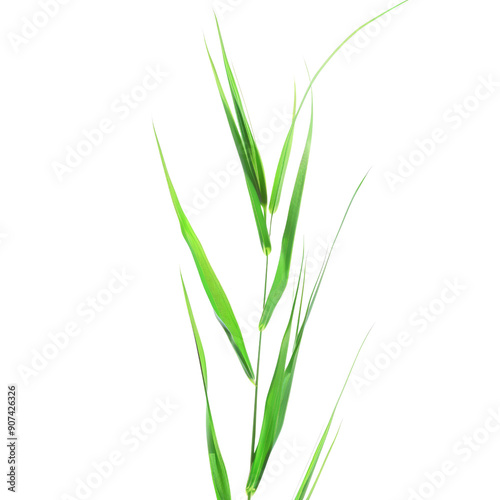 Close-Up of Fresh Green Grass Blades Isolated on Black Background