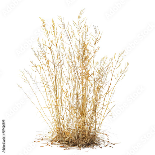 Golden Dry Grass Isolated on White Background - Natural Plant Texture for Design and Decoration