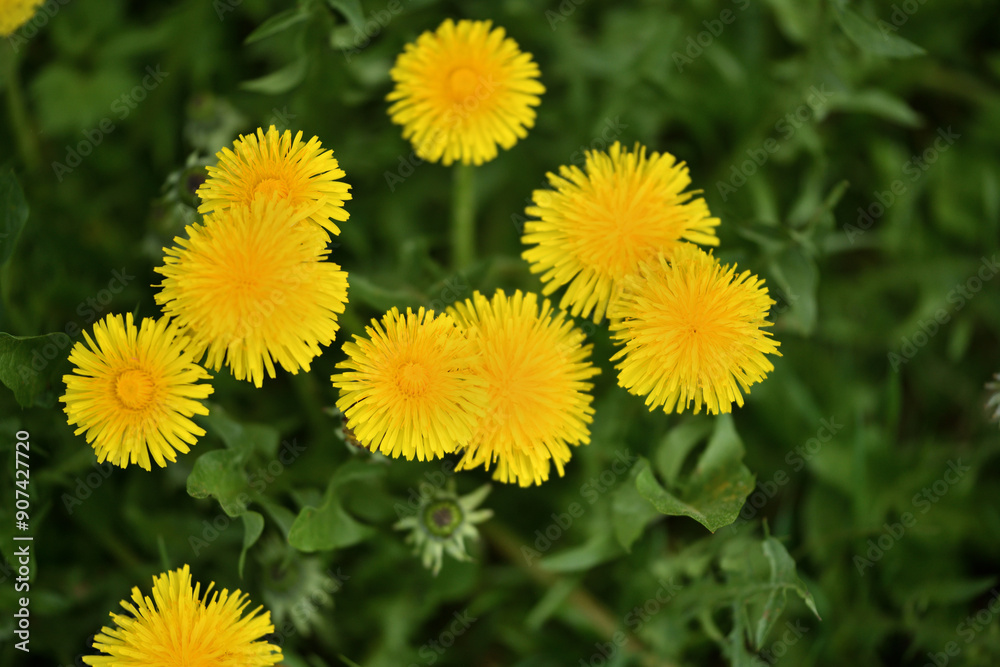 Macro of a yellow blooming dandelion flower on a green meadow