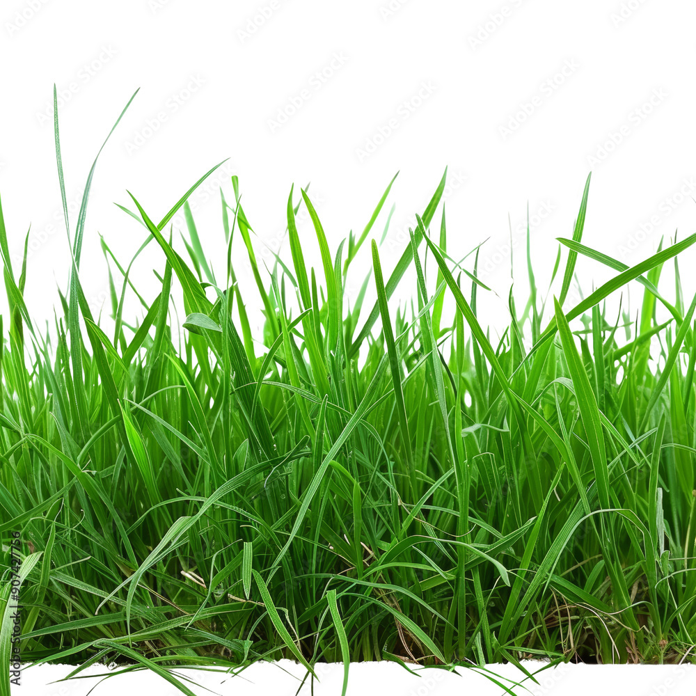 Lush Green Grass Blades Isolated on White Background for Nature and Landscaping Projects Lush Green Grass Blades Isolated on White Background for Nature and Landscaping Projects