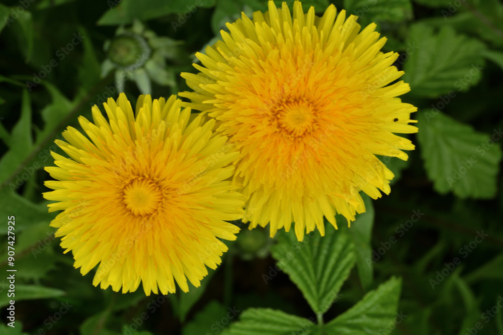 A view of a blooming yellow dandelion flower on a meadow in spring