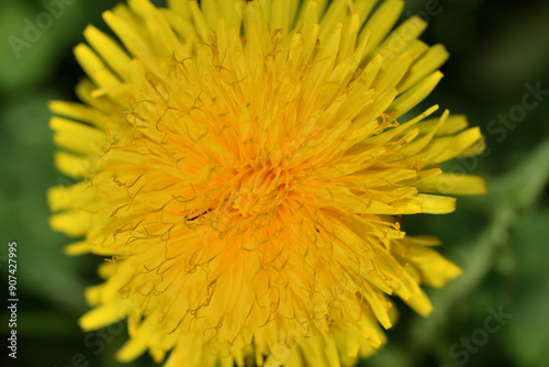 Obraz na płótnie A view of a blooming yellow dandelion flower on a meadow in spring w salonie