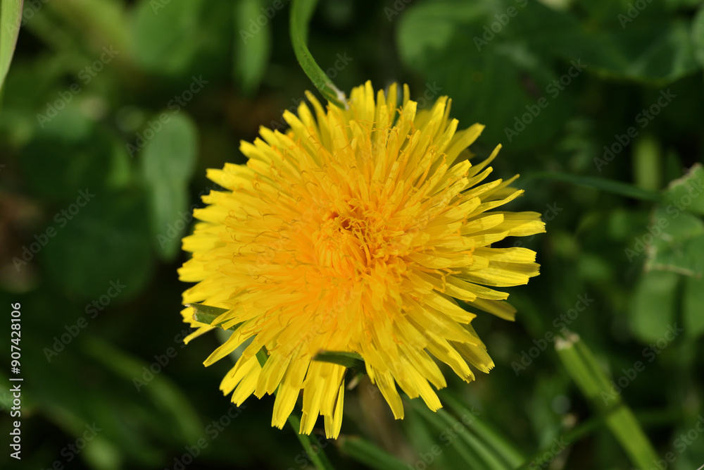 Macro of a yellow blooming dandelion flower on a green meadow Macro of a yellow blooming dandelion flower on a green meadow