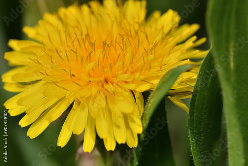 Obraz na płótnie Macro of a yellow blooming dandelion flower on a green meadow w salonie