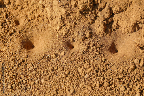 The antlion's home is on dry land. The unique shape of the antlion's house is to trap prey photo