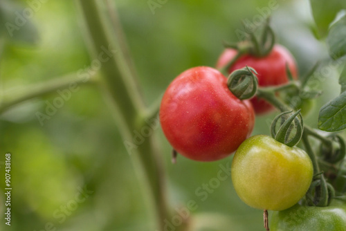 Background of tomatoes in an organically grown house