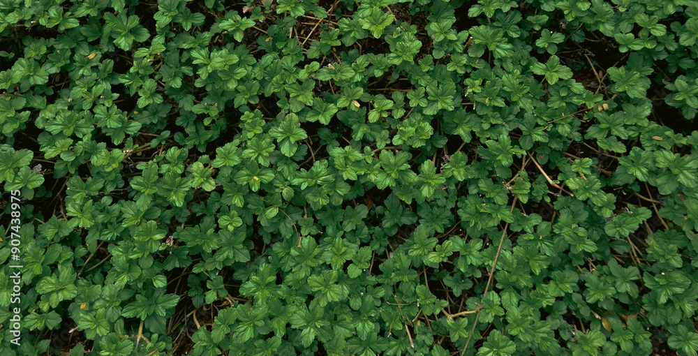 WIde vibrant Green Leaves texture image with Fresh creeping oxeye leaves with Organic Designs WIde vibrant Green Leaves texture image with Fresh creeping oxeye leaves with Organic Designs