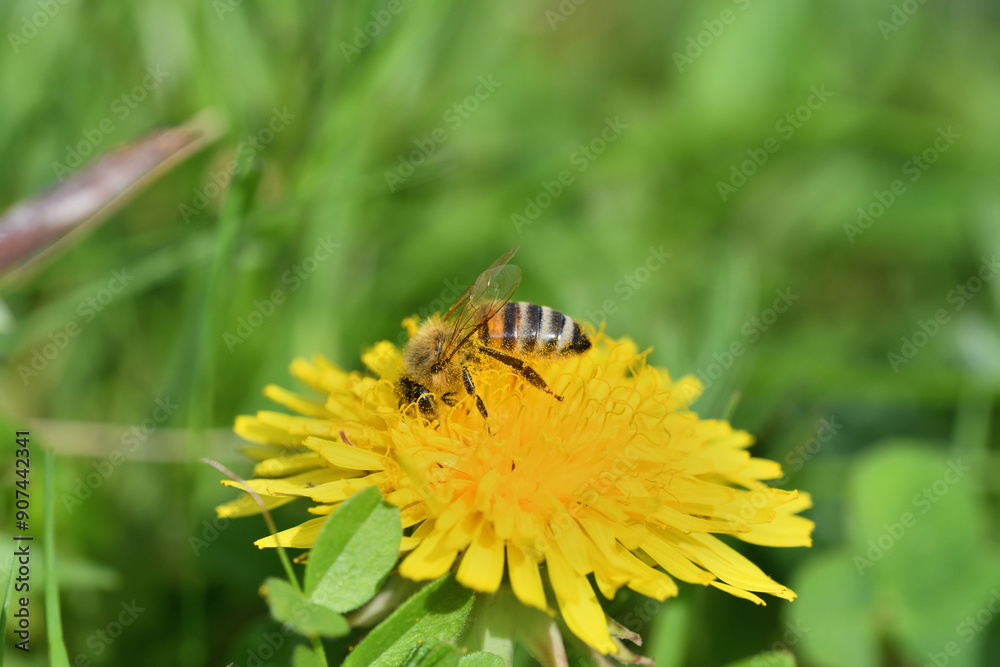 Macrophotography of bee polinating the dandelion flower in blossom