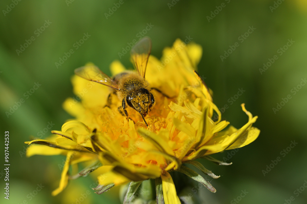 Bee collects pollen from a yellow dandelion fruit garden