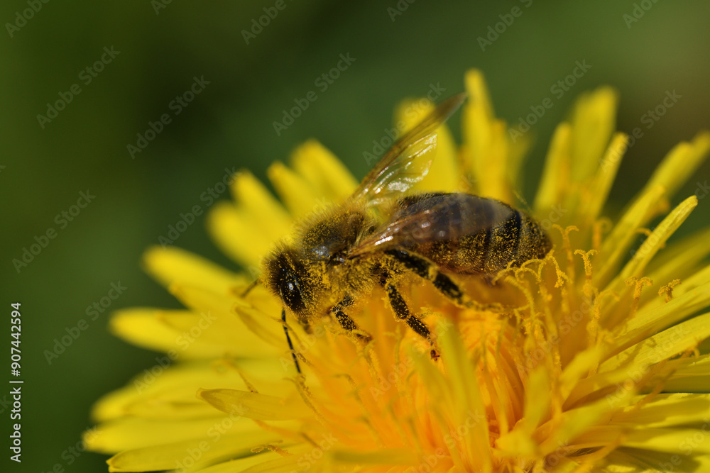 Macrophotography of bee polinating the dandelion flower in blossom