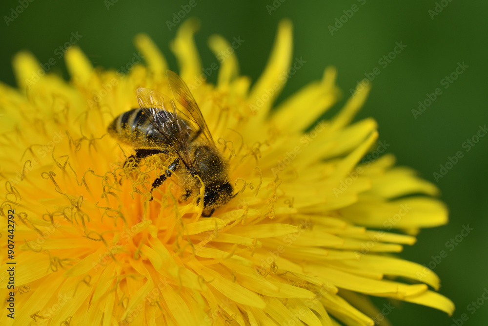 Bee collects pollen from a yellow dandelion fruit garden