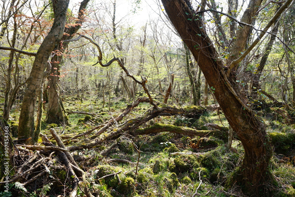 old dense forest in early spring old dense forest in early spring