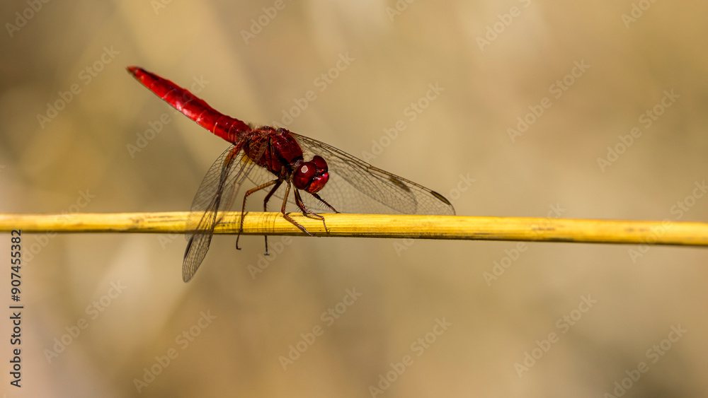 a red dragonfly (crocothemis servillia) perched on dry grass a red dragonfly (crocothemis servillia) perched on dry grass