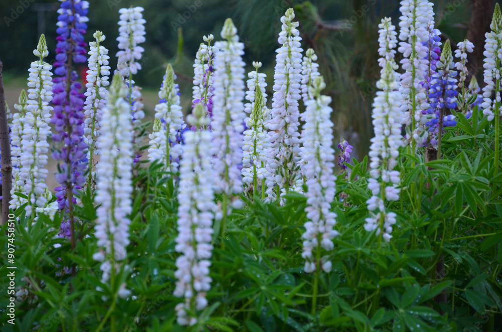 Obraz premium Colorful Russel Lupines in a garden