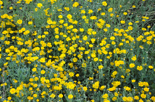 Woolly sunflowers (Eriophyllum lanatum) in a garden photo