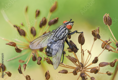 Fliege in einer Wiese in der Eifel, Deutschland photo