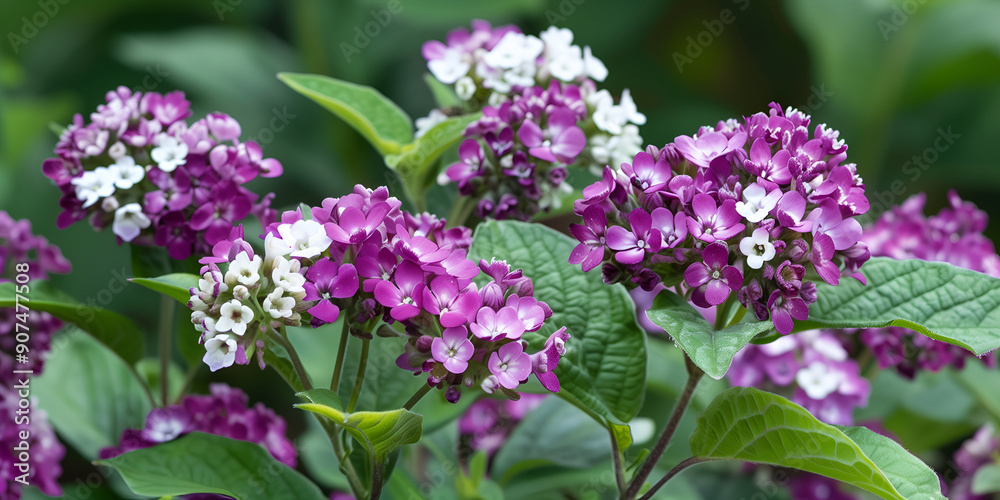 Heliotrope with its fragrant deep purple or white clusters Heliotrope with its fragrant deep purple or white clusters