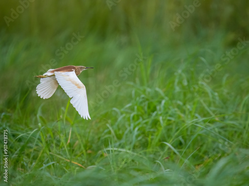 Rallenreiher (Ardeola ralloides) photo