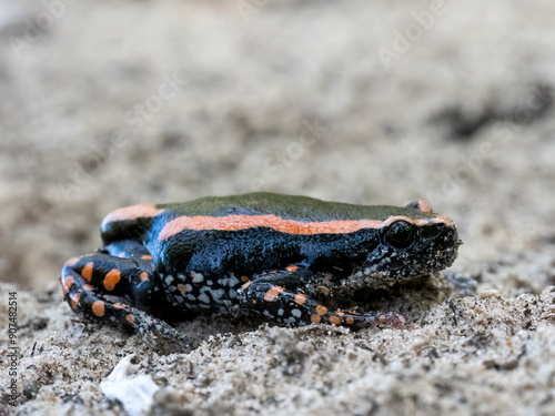 Gebänderter Kautschuk Frosch (Phrynomantis Bifasciatus) photo