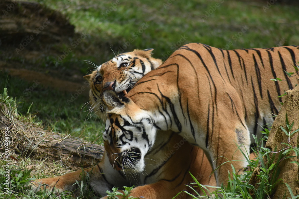 Obraz premium tiger in the jungle