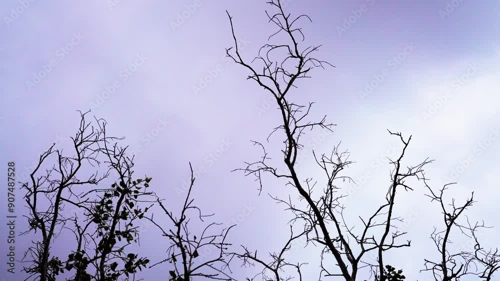 Dry Branches of Religious peepal tree peepal also uses in ayurvedic herbs, dry branches of a tree by named peepal or Ficus religiosa. Dry Branches of Religious peepal tree peepal also uses in ayurvedic herbs, dry branches of a tree by named peepal or Ficus religiosa.