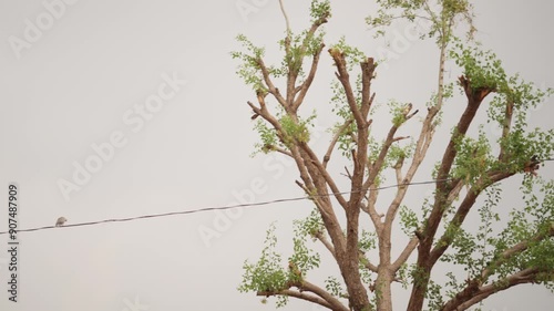 new branches and leaf on a cutted tree, new small branches coming on a cutted tree, a cutted tree with small branches and leafs. photo