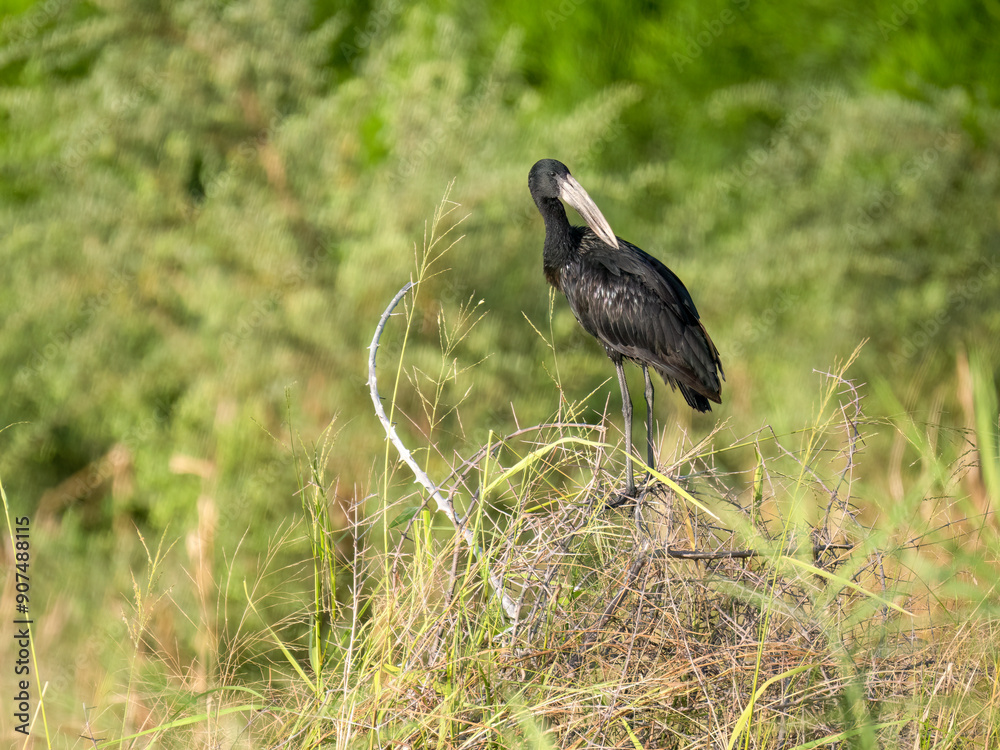 Glanzklaffschnabel (Anastomus lamelligerus) Glanzklaffschnabel (Anastomus lamelligerus)