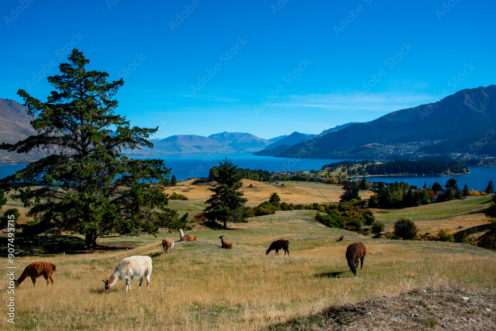 Llamas in Deer Park Heights - Queenstown - New Zealand Llamas in Deer Park Heights - Queenstown - New Zealand