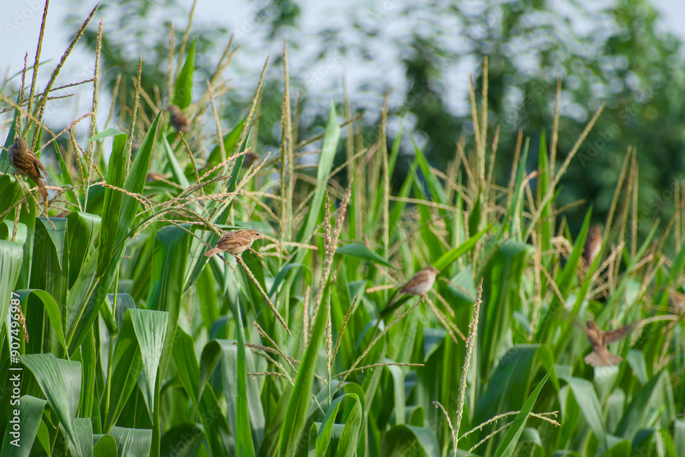 Obraz premium a house sparrow perching on a corn flower in the agricultural field