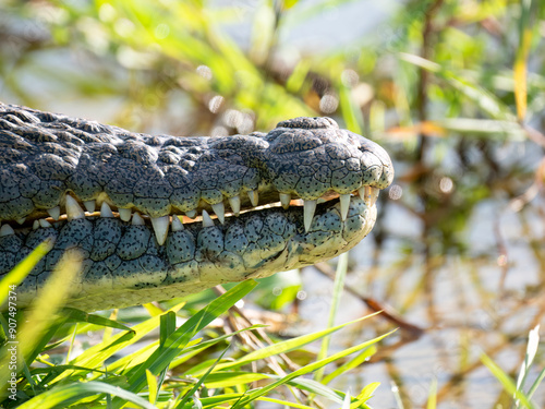 Nilkrokodil (Crocodylus niloticus) photo