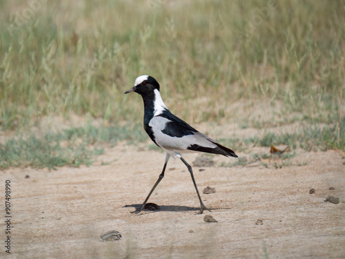 Schmiedekiebitz (Vanellus armatus) photo