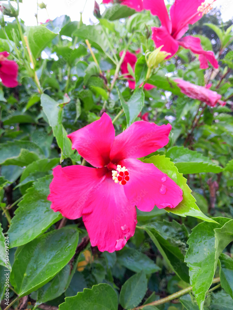 fresh hibiscus flowers are red in the tropical garden fresh hibiscus flowers are red in the tropical garden